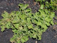 Dickblättrige Pflanze im Lavasand